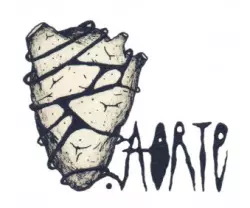 .aorte