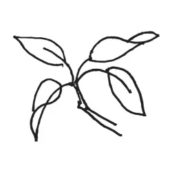 Mtn Laurel Recording Co.