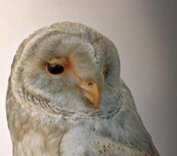 Album Aidan O'Rourke: 365: Vol.1