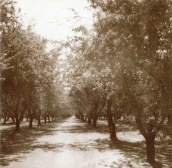 CD Alela Diane: Alela Diane & Wild Divine