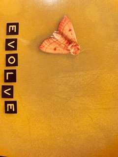 CD Ani DiFranco: Evolve