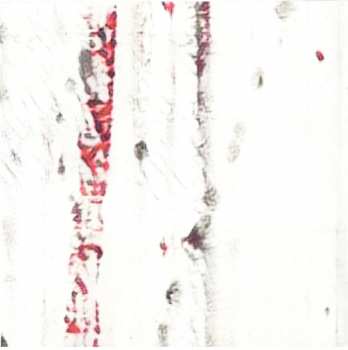 CD Bofo Kwo: Space/Time Carnivorium