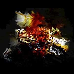 Album Bogus Order: The Bullnose Step EP