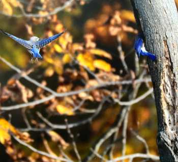 CD Jon Irabagon: Blue Hour