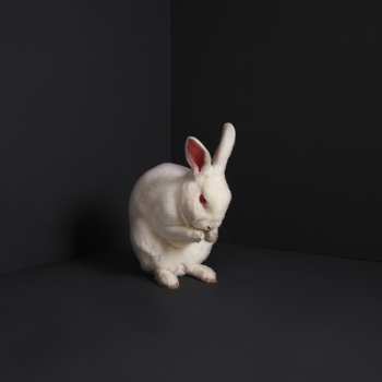 CD Brume: Rabbits