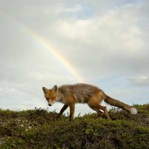 LP Buck Meek: Buck Meek