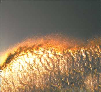 CD Buckethead: Electric Sea