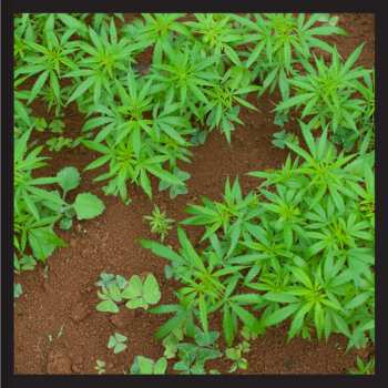 CD Damian Marley: Stony Hill