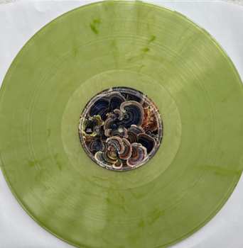 LP Dark Horses: While We Were Sleeping