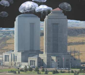 CD Donovan's Brain: Faith In Failure