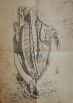 LP Farsot: Insects LTD