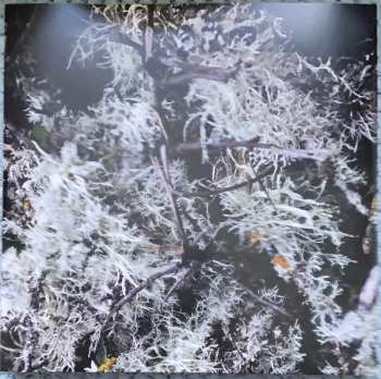 LP Fink: Beauty in Your Wake