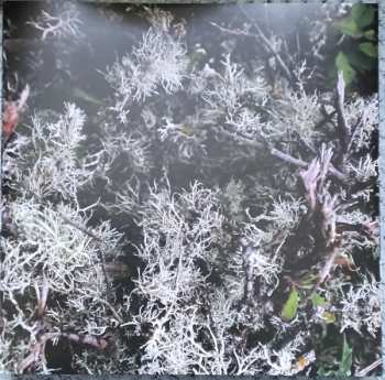 LP Fink: Beauty in Your Wake