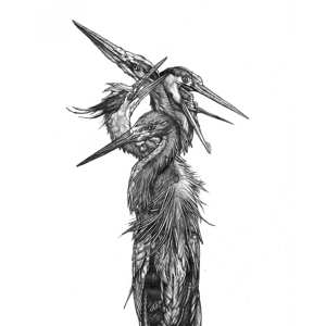 Album Grand Blue Heron: Hatch