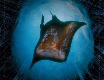 CD Ingrowing: Cyberspace