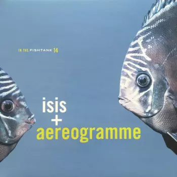 ISIS: In The Fishtank 14