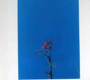 CD Joanna Newsom: Joanna Newsom & The Ys Street Band E.P.