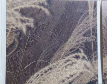 CD Katarzia: Celibát