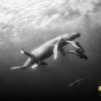 CD Lionel Loueke: Hope