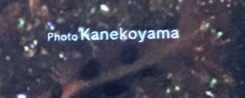 LP Kopy: Super Mild LTD