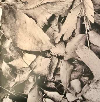 LP L.A.: Evergreen Oak 