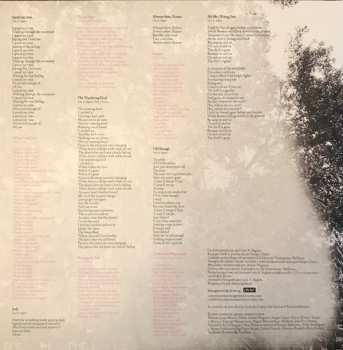 LP L.A.: Evergreen Oak 