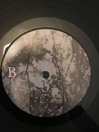 LP L.A.: Evergreen Oak 