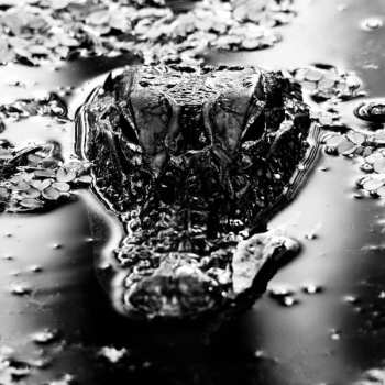 LP Many Blessings: Emanation Body