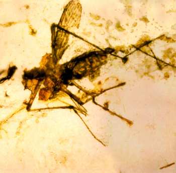 LP Mão Morta: Mutantes S.21 CLR | LTD