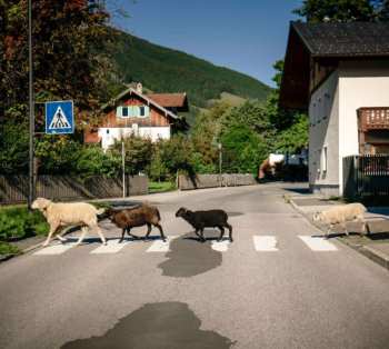 Album Maxi Pongratz: I Mecht An Landler Hean