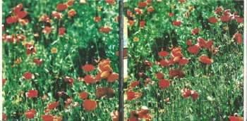 CD Maxime Le Forestier: Passer Ma Route