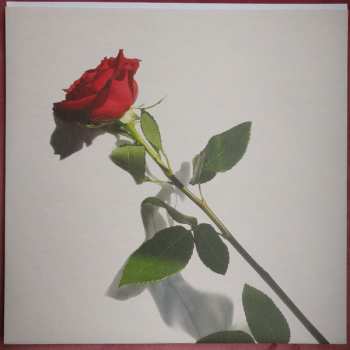 LP Molly Sarlé: Karaoke Angel