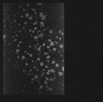 Album Motorama: Poverty