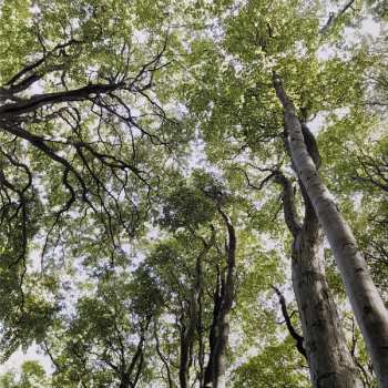 LP Niklas Paschburg: Oceanic