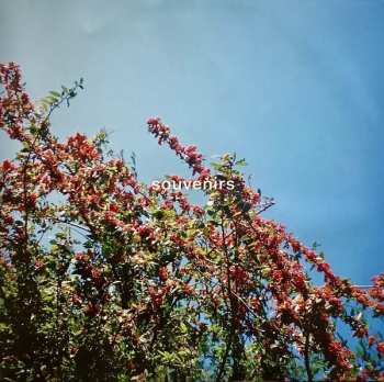 LP Pale Blue Eyes: Souvenirs LTD | CLR