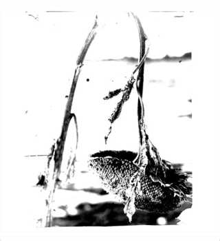 Album Pink Reason: Cleaning The Mirror