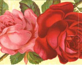 CD P!NK: I'm Not Dead