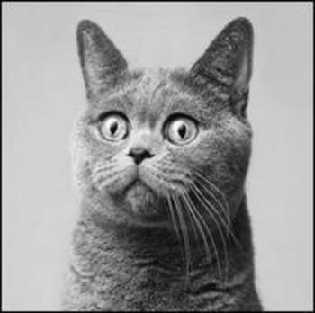 Album Pupkulies & Rebecca: Krickow