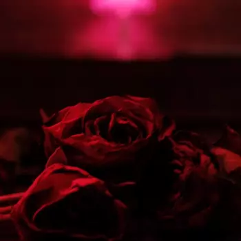 The Paper Kites: Roses