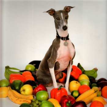 LP Shellac: Excellent Italian Greyhound
