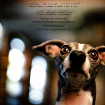 LP Shellac: Excellent Italian Greyhound