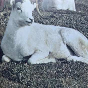 LP Sister Grotto: Song for an Unborn Sun CLR