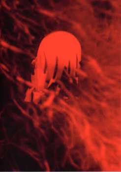 LP Sopor Aeternus & The Ensemble Of Shadows: Averno / Inferno CLR | LTD | NUM