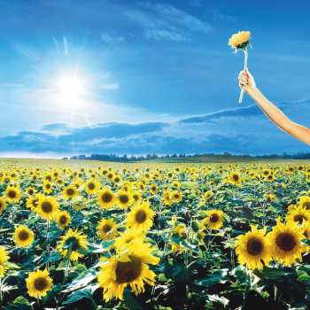 2LP Stone Temple Pilots: Thank You