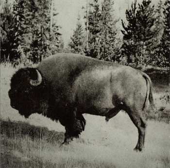 CD The Dead Weather: Horehound