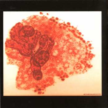CD The White Stripes: White Blood Cells