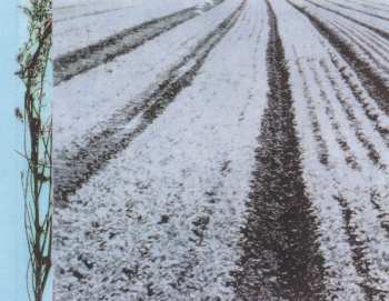 CD Tracy Chapman: New Beginning