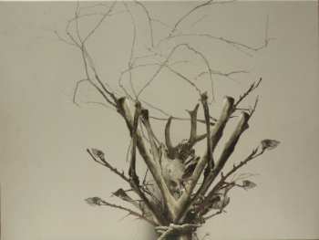 CD Treha Sektori: The Sense Of Dust And Sheer